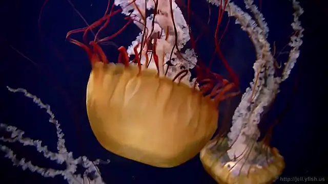 Snapshot of streamy_test11 chatting on October 17, 2025, 7:11 am streamy test11 online show from October 17, 2025, 7:11 am