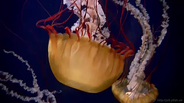 Snapshot of streamy_test11 chatting on October 20, 2025, 10:59 am streamy test11 online show from October 20, 2025, 10:59 am