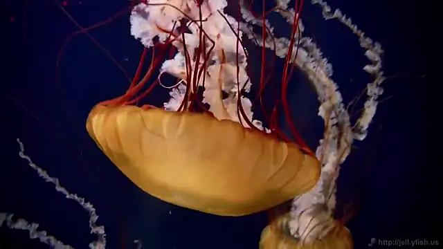 streamy test11 online show from November 26, 2025, 5:03 pm