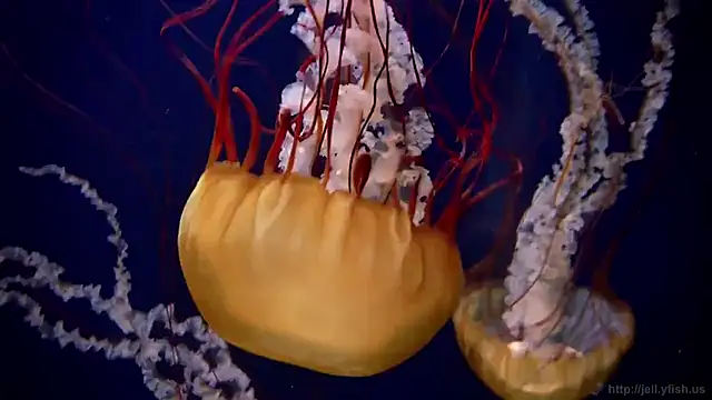 streamy test11 online show from January 14, 2026, 11:38 am