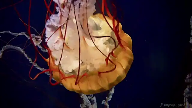 streamy test11 online show from March 11, 2026, 11:49 am