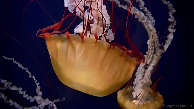 streamy test11 online show from March 18, 2026, 4:32 pm