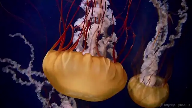 streamy test11 online show from March 26, 2026, 10:54 am