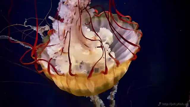 streamy test11 online show from April 7, 2026, 9:32 am