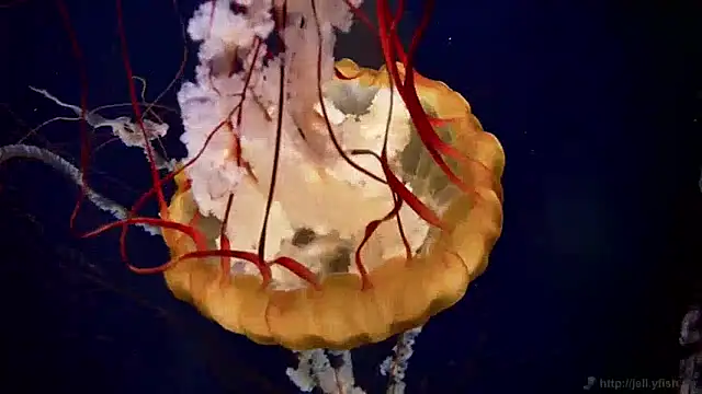 streamy test11 online show from April 22, 2026, 2:51 pm