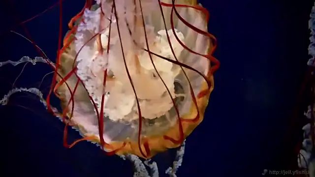 streamy test11 online show from April 23, 2026, 3:25 pm