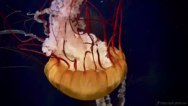 streamy test11 online show from April 24, 2026, 2:30 pm