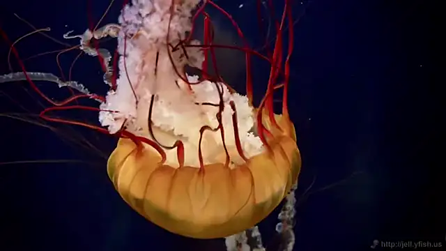 streamy test11 online show from April 28, 2026, 10:20 am