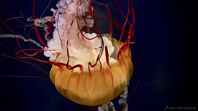 streamy test11 online show from April 29, 2026, 12:42 pm