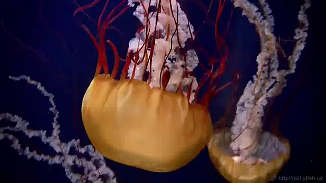 streamy test11 online show from April 30, 2026, 8:53 am