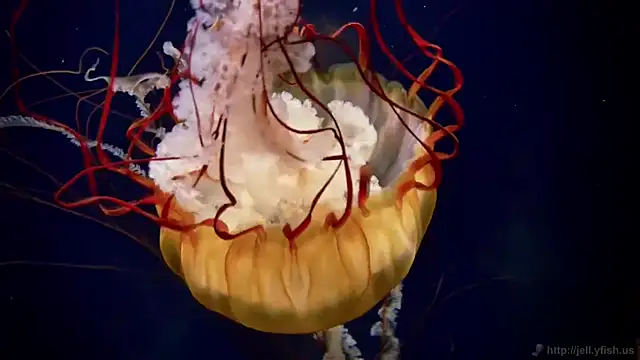 streamy test12 online show from September 23, 2025, 5:21 am