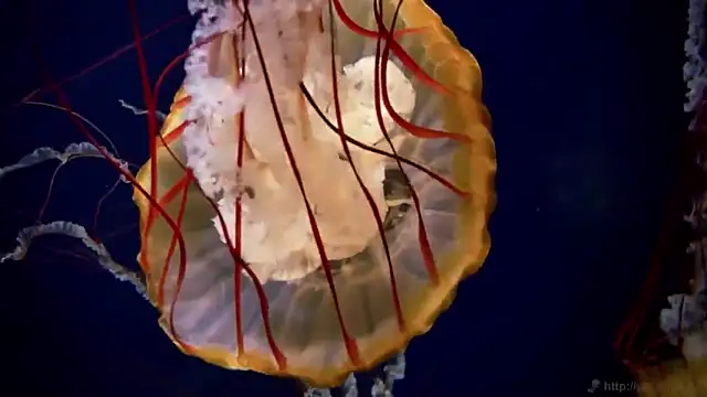 streamy test12 online show from November 18, 2025, 3:27 pm