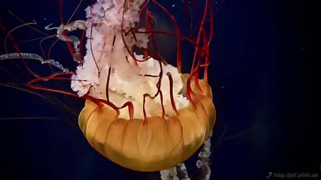 streamy test12 online show from December 3, 2025, 2:48 pm