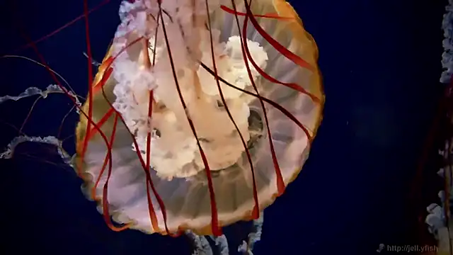 streamy test15 online show from December 3, 2025, 2:37 pm