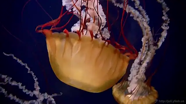 streamy test15 online show from December 16, 2025, 10:20 am