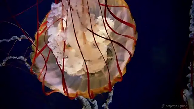 streamy test15 online show from December 19, 2025, 7:59 am