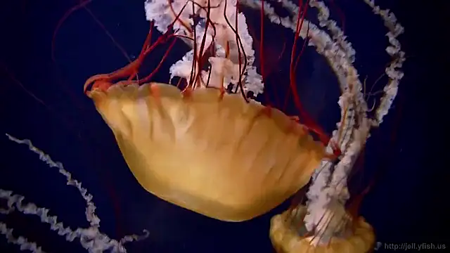 streamy test15 online show from February 16, 2026, 4:25 pm