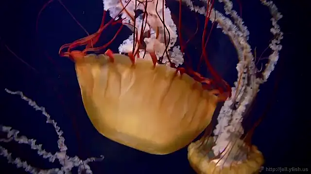 streamy test15 online show from March 26, 2026, 11:05 am