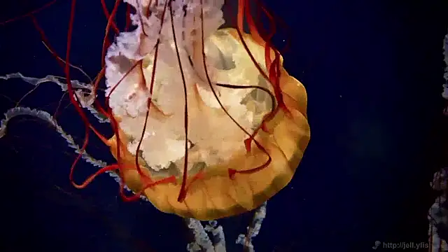 streamy test15 online show from April 2, 2026, 10:57 am