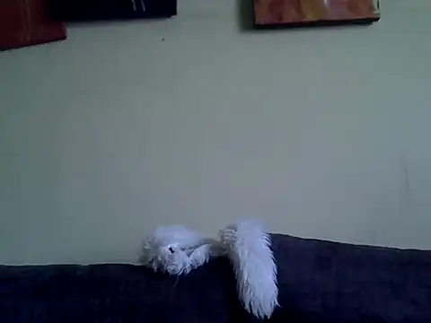 Snapshot of Delicious-D chatting on February 10, 2026, 4:49 am Delicious-D online show from February 10, 2026, 4:49 am