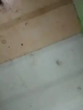 Alonsomadeira online show from February 10, 2026, 11:53 pm