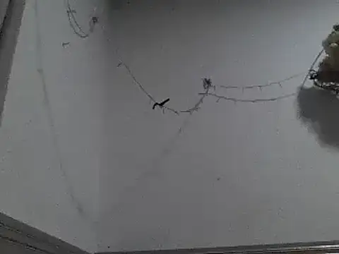 pedrodavid  online show from December 8, 2024, 12:18 am