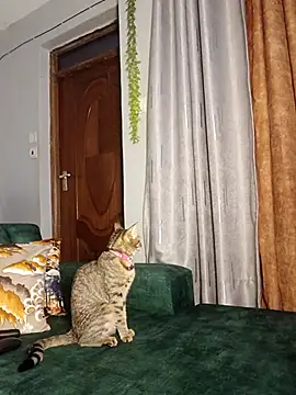 C-yoyo online show from December 14, 2025, 9:58 am