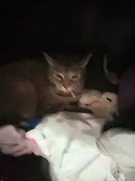 ThicBunz online show from January 14, 2026, 11:42 pm