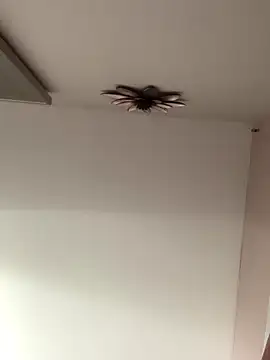 Snapshot of Larabrooks chatting on October 9, 2025, 7:01 pm Larabrooks online show from October 9, 2025, 7:01 pm