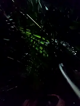 Snapshot of mis312 chatting on January 8, 2026, 5:10 am mis312 online show from January 8, 2026, 5:10 am