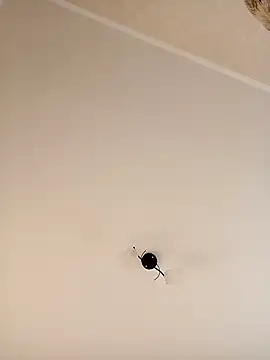 Snapshot of YuliannaFox chatting on December 24, 2024, 7:06 am YuliannaFox online show from December 24, 2024, 7:06 am