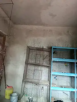 Snapshot of NICK_IN chatting on February 18, 2025, 4:15 am NICK IN online show from February 18, 2025, 4:15 am