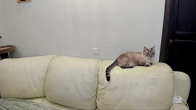 Pawsitive Panther online show from December 17, 2024, 3:39 pm