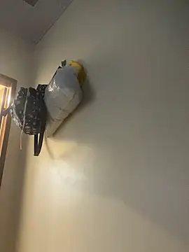 Snapshot of Carolinen chatting on April 1, 2026, 8:28 pm Carolinen online show from April 1, 2026, 8:28 pm