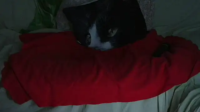 VeneRed online show from September 21, 2025, 9:49 pm