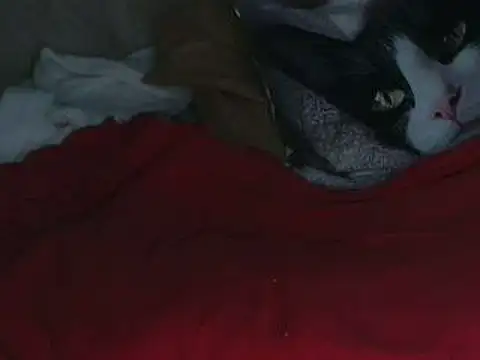 VeneRed online show from October 12, 2025, 7:57 pm