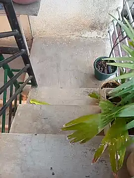 alixezara online show from December 17, 2024, 12:00 pm