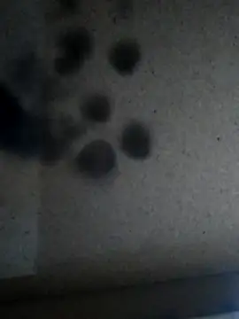 Leocesar37 online show from November 25, 2025, 5:57 pm