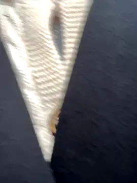 Snapshot of babydolll chatting on September 19, 2025, 12:06 pm babydolll online show from September 19, 2025, 12:06 pm