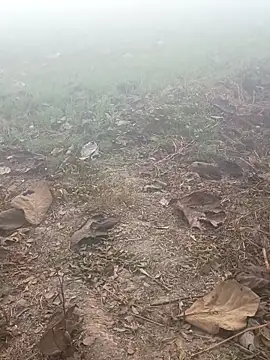 imissyoumylove14 online show from January 17, 2026, 1:32 am