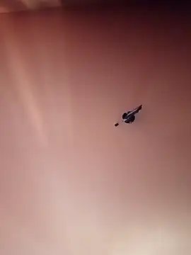 BR master online show from September 19, 2025, 10:16 am