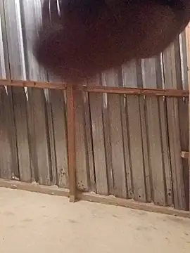 Snapshot of T9nybh3ksta66 chatting on September 14, 2025, 2:54 am T9nybh3ksta66 online show from September 14, 2025, 2:54 am