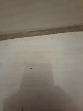 danieljv  online show from December 20, 2025, 1:18 pm