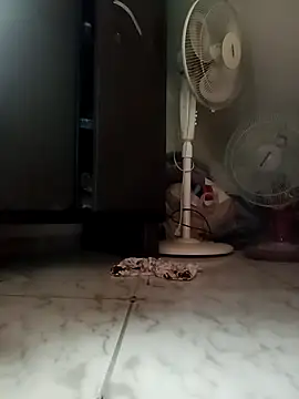 payalchola online show from March 14, 2026, 7:25 am