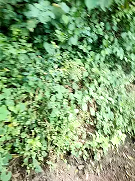 himvilohi08 online show from October 2, 2025, 5:14 am