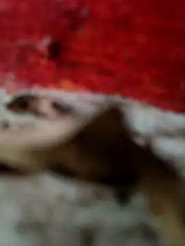 himvilohi08 online show from October 18, 2025, 12:50 pm