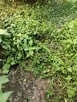 himvilohi08 online show from October 19, 2025, 11:55 am