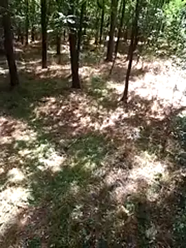 sile47 online show from August 9, 2026, 10:53 am