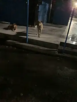 goluaryan online show from April 7, 2026, 7:47 pm