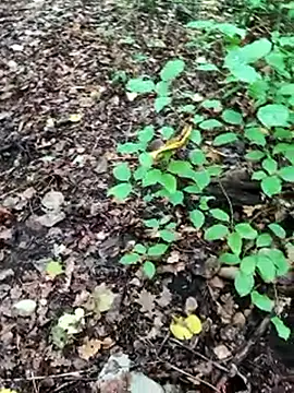 Snapshot of BigLakii@xh chatting on October 8, 2025, 6:55 am BigLakiixh online show from October 8, 2025, 6:55 am